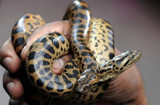 世界最危險20種蛇類