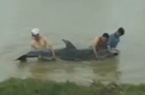 漁民營救受傷擱淺海豚