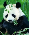 星期五，6月7日     清晨活动：在合江亭公园的学太极您可以在合江亭公园让太极大师为您带来一堂生动的太极课。晨练后我们会为您准备健康丰富的早餐。    上午活动：大熊猫之旅成都大熊猫繁育研究基地主任张志和博士与研究员侯蓉博士会为您讲解大熊猫的繁殖计划。在探访熊猫避难所的过程中，世界著名野外熊猫摄影师周孟棋会为每一位嘉宾照一张与熊猫幼崽的珍贵合影。天府之国文化之旅 �C 财富全球论坛会外配偶活动简介2 午餐：“天府之国”的美食探索成都是中国最重要的饮食文化中心之一。在这里，烹饪已经上升到了艺术的高度并成为四川文化的核心部分。我们会为您讲解川菜的用料和烹调技巧。您还可以品尝在四川顶级名厨指导下做出的各种经典川菜。     午后活动选项1：深入了解蜀锦织绣著名刺绣大师郝淑萍将会在成都蜀锦织绣博物馆为您展示蜀锦的独特魅力。您还会看到其它艺术家的蜀锦织绣作品。     午后活动选项2：三国文化之旅首先您将参观的是三国中蜀国领袖的纪念馆武侯祠，然后是西蜀历史上古老的商业街：锦里。最后，我们会到达著名的古戏台，欣赏由著名川剧表演艺术家陈巧茹和叶长敏等表演的精彩川剧。晚餐：宽窄巷子（嘉宾和配偶均可参加）宽窄巷子是成都这个古老又年轻的城市往昔的缩影，也是传统与现代的完美融合。漫步在宽窄巷子中，您将体验到成都的生活气息。您将在这里独具特色的餐馆享受丰盛的晚餐与餐后小酌。