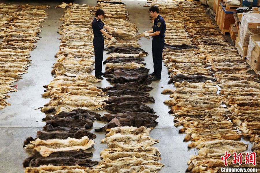     2013年8月9日消息，北京海关8日查获了645张入境未申报的整张狼皮，是近十年来北京查获数量最大的涉嫌走私濒危野生动物及其制品类案件。据悉，这些狼皮被某贸易公司夹藏在申报的“毛皮碎料”货物中。北京海关表示，上述企业以夹藏和伪报品名的方式逃避许可证监管，已涉嫌走私。目前该案已移交缉私局做进一步处理。