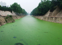 西安护城河污染浮澡滋生水面变深绿色