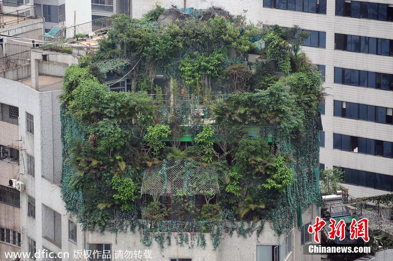 组图:广州一小区疑业主楼顶建原始森林掩护加