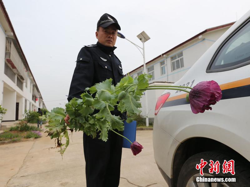 武汉居民菜地现罂粟花 自称飘来的种子