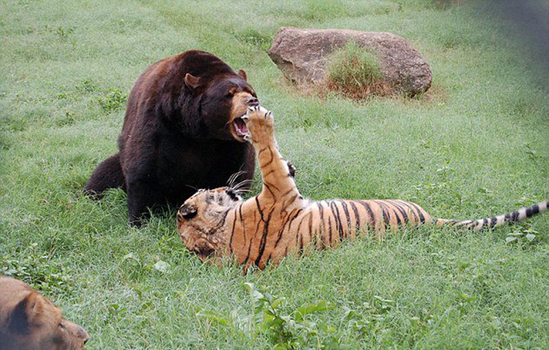 美老虎狮子与棕熊患难与共变亲密伙伴(组图)