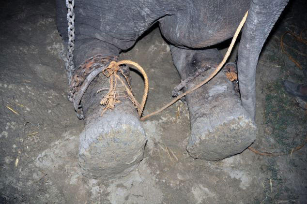 组图:受虐大象被救后流泪致谢