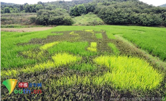 组图:杭州彩色水稻种出稻田漫画