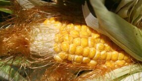 "玉米制種"讓張掖煥發新生機 