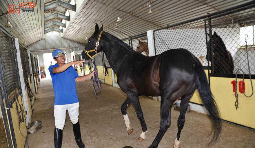 探訪國家汗血寶馬中心 每天都吃葵瓜子伙食費上百元 