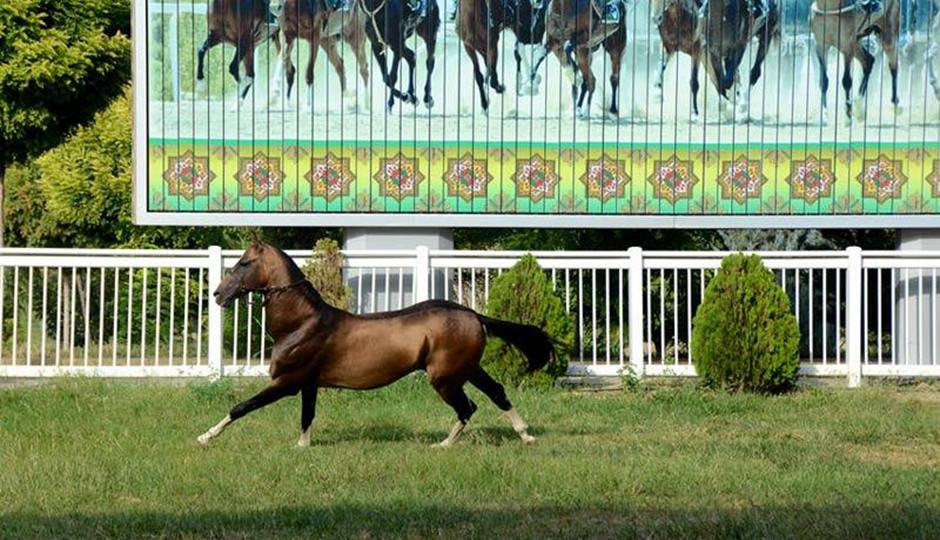 人民網記者赴土庫曼斯坦帶你探秘最純種“汗血寶馬”