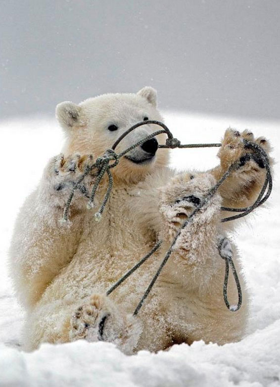 组图:超萌北极熊幼崽玩绳捆住自己