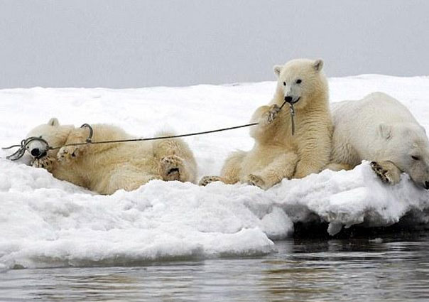 组图:超萌北极熊幼崽玩绳捆住自己