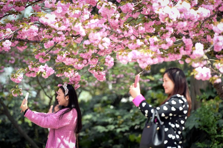 合肥：大学校园樱花美 引游客观赏