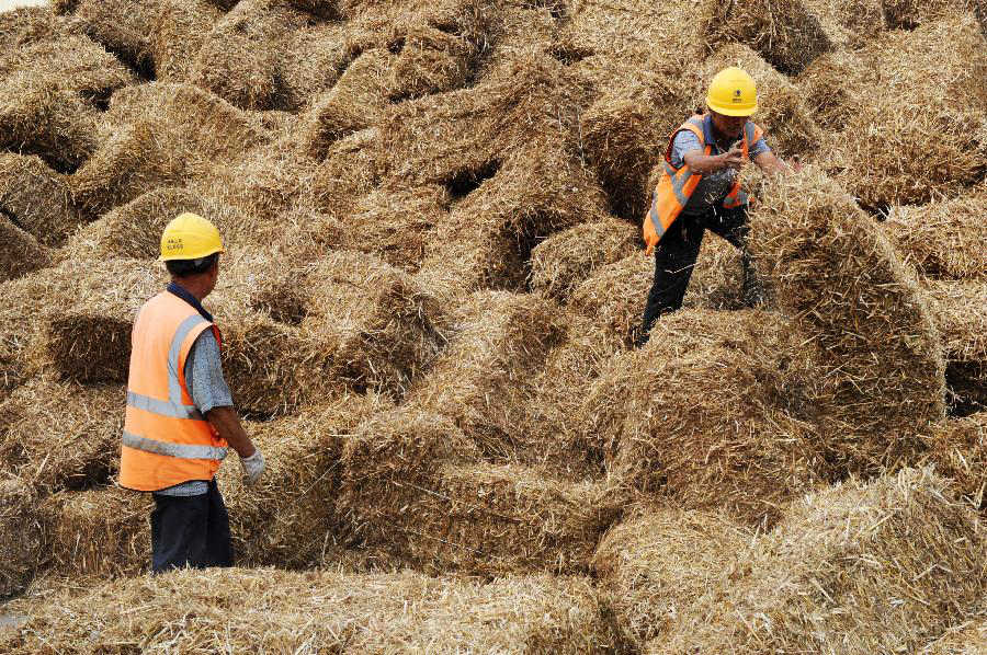     6月9日，在河南省上蔡县生物发电厂，两位农民将小麦秸秆集中处理。河南省上蔡县依托当地生物发电企业，对农田秸秆回收利用，年处理消耗农田秸秆30多万吨，年发电量达2亿度。秸秆发电使农作物秸秆得到有效利用，破解秸秆焚烧带来的环境污染难题。新华社记者朱祥摄