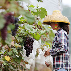 看葡萄如何“釀出”村民幸福感