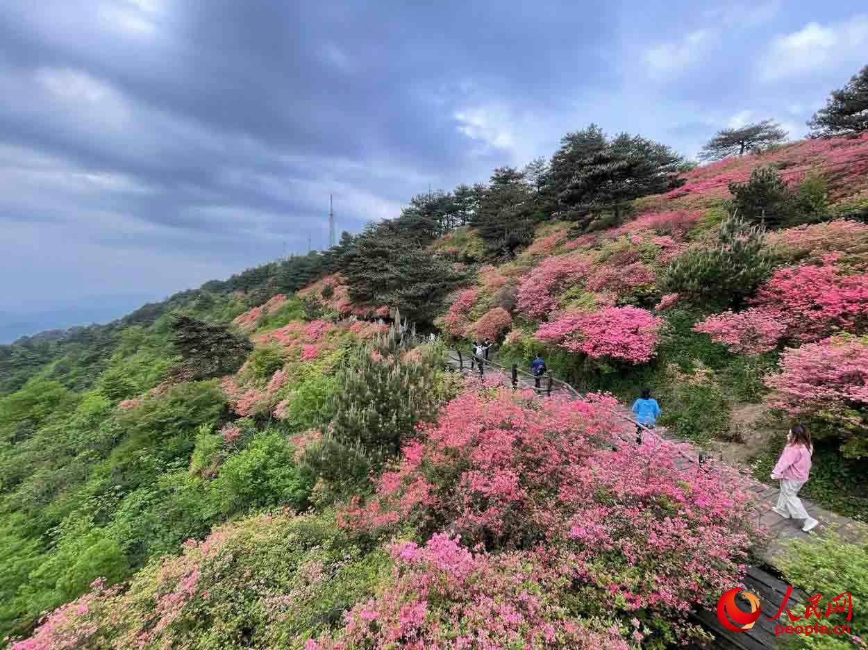 湖北省麻城市龟峰山风景区的十万亩连片杜鹃花绽放迎客。人民网记者 余璐摄