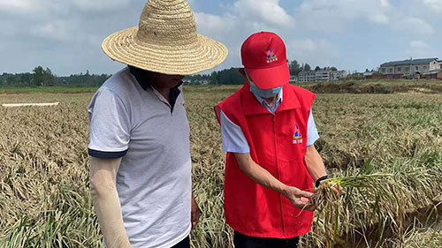 确保秋粮颗粒归仓 供销合作社系统全力保障生产农资供应