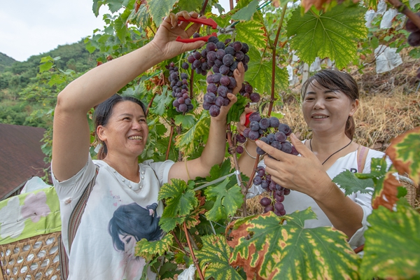 湖南泸溪：万亩葡萄果飘香