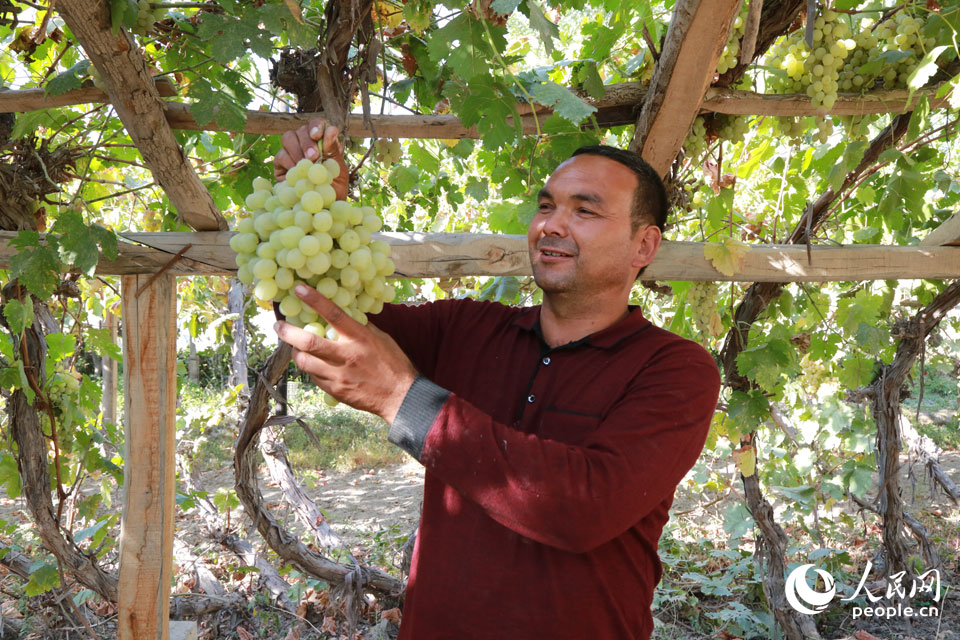 9月21日，村民在葡萄園裡採收葡萄。新疆阿瓦提縣阿依巴格鎮托萬克喀格木什村因葡萄種植歷史悠久、種植面積較大，被譽為“葡萄村”。眼下，該村2800余畝葡萄進入採摘期，農民搶抓農時採收銷售。（包良廷 攝）