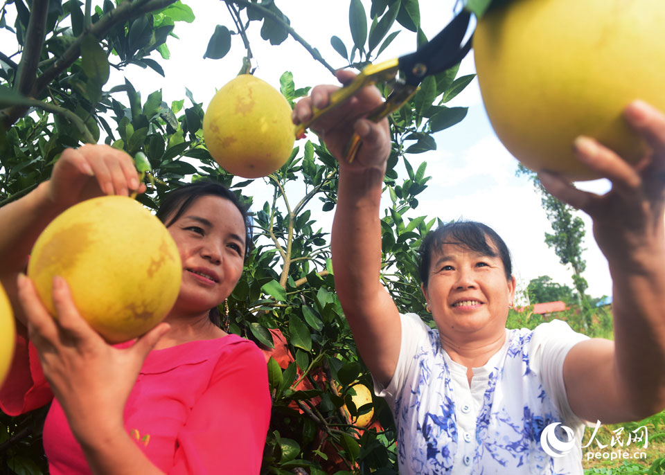 2021年9月21日，湖南省郴州市嘉禾縣珠泉鎮石田村，村民採摘紅心柚供應節日市場。（黃春濤 攝）