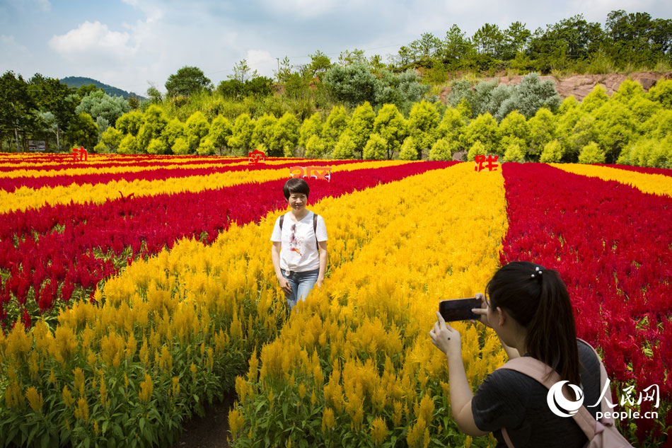 10月2日，廣東省梅州市平遠縣，游客們徜徉在紅黃相間的美麗雞冠花海拍照留念，樂享假期。馮錫權攝