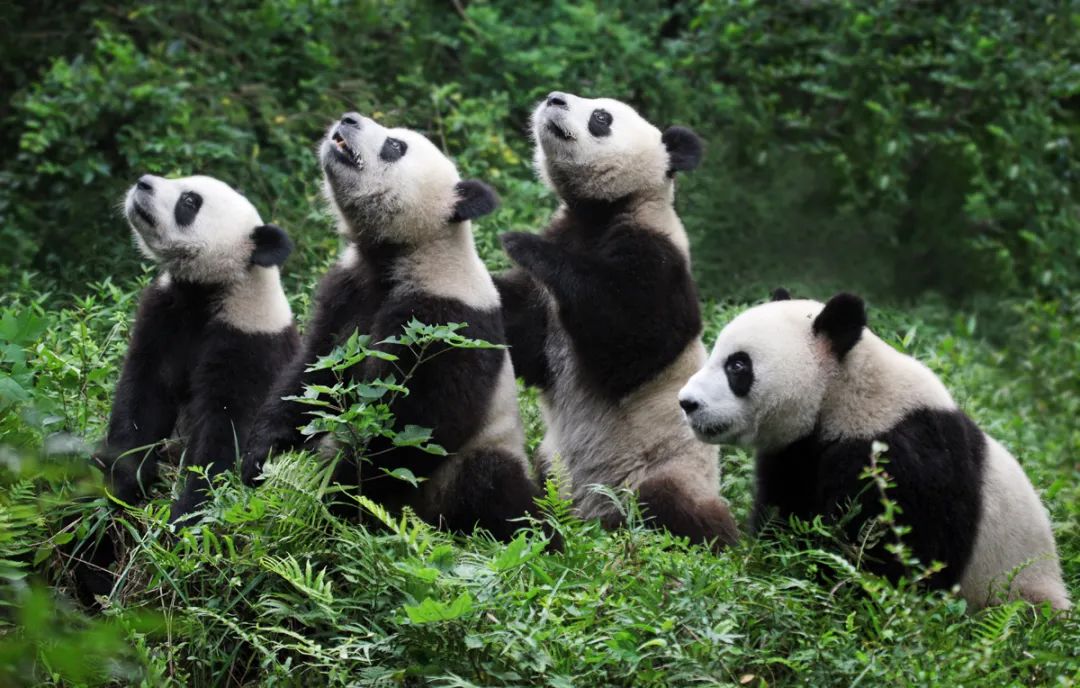 大熊貓國家公園。國家林業和草原局供圖