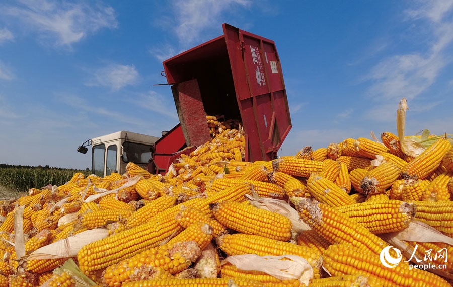 ����ʱ�ڣ�ɽ����̨���������������ֹ������뷱æʱ�ڣ�ũ����ץס������û�������������������ũ���ּ�ʻ���������ջ���ջ����ס���������