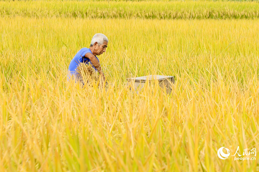 ʱ�£�����ʡ������������14.5��Ķ����½�����죬������԰һƬ��ƣ����ᡱ���续������ӿ��ո���ȣ�ȷ��������֡���ΰ����