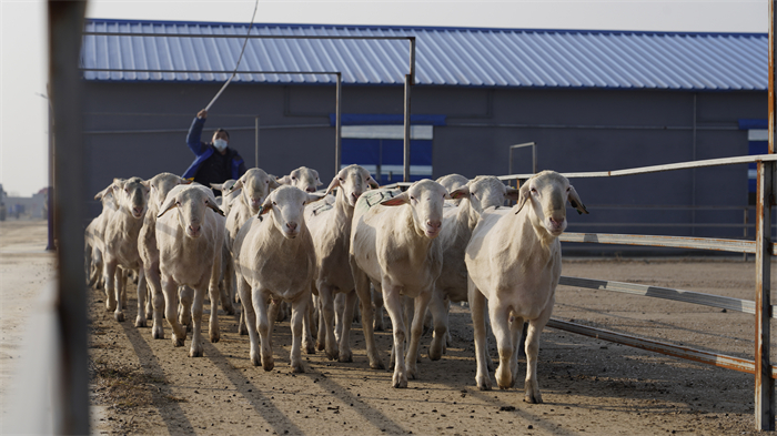 養殖人員帶領種羊定時做運動。 受訪者供圖