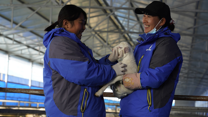 養殖人員對羊羔進行身體檢查。 受訪者供圖