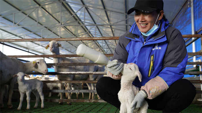 養殖人員對羊羔進行人工喂奶。受訪者供圖