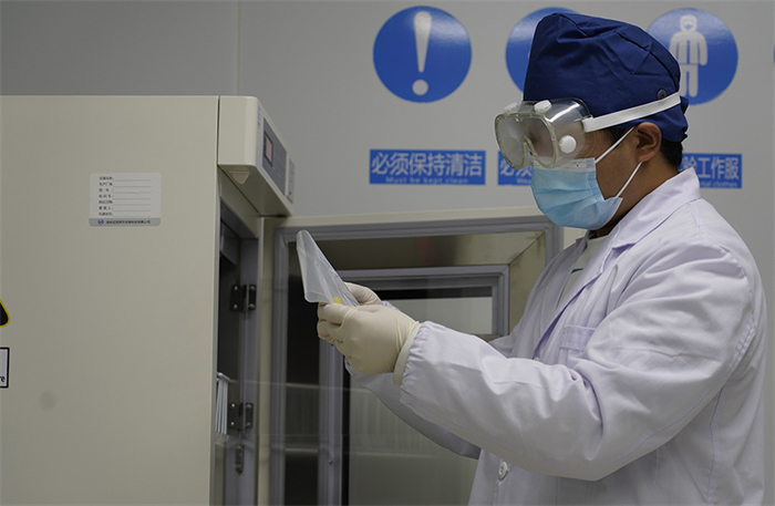 養殖人員在實驗室進行多胎優質基因篩選。 受訪者供圖
