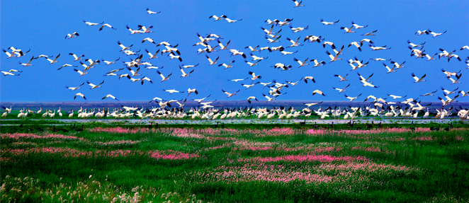 江西鄱阳湖国际重要湿地。受访者供图