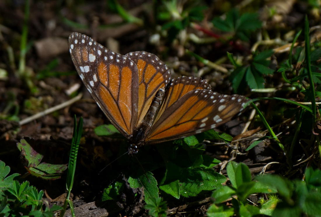 墨西哥：帝王蝶的冬季家園