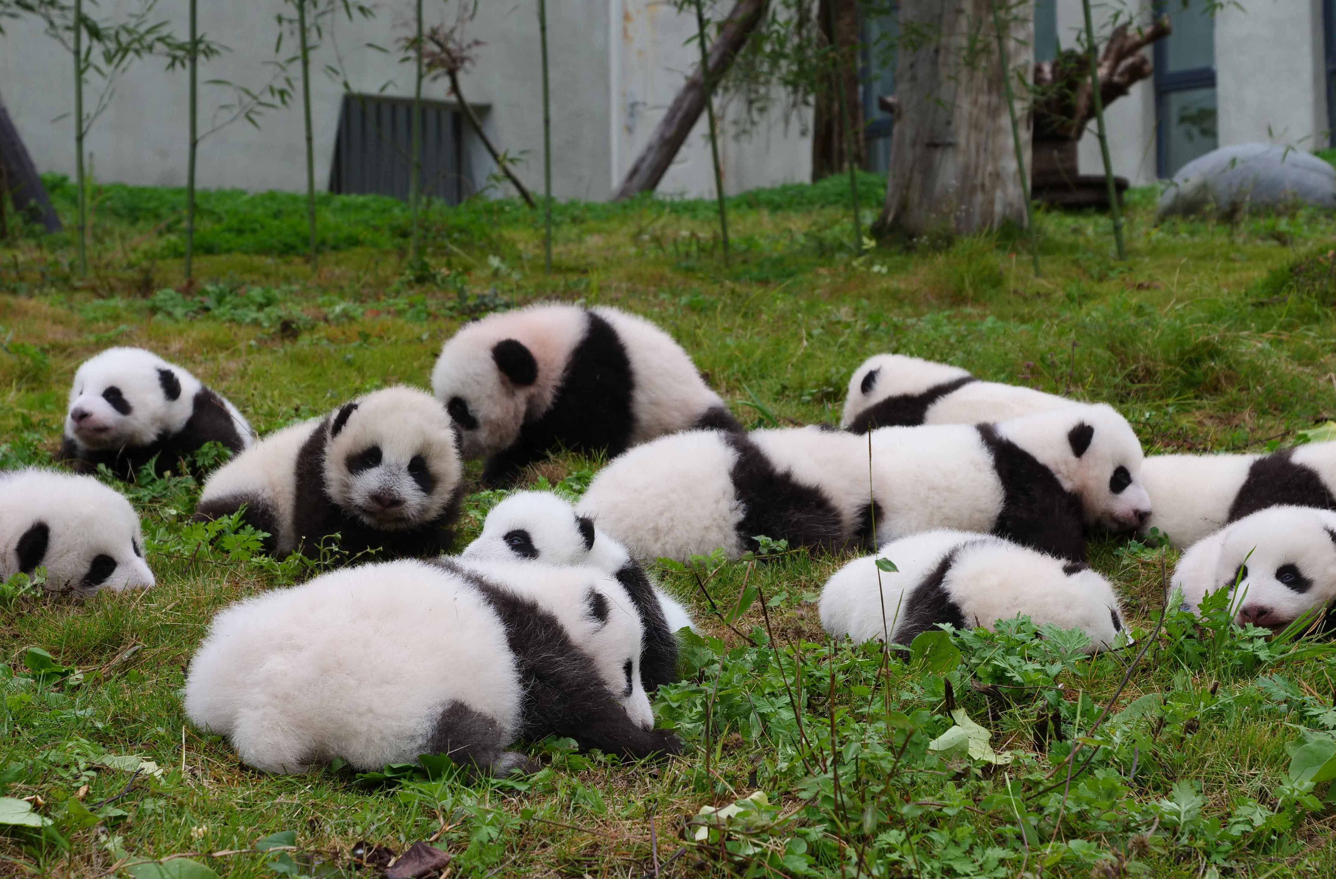 我国旗舰物种——大熊猫。受访者供图