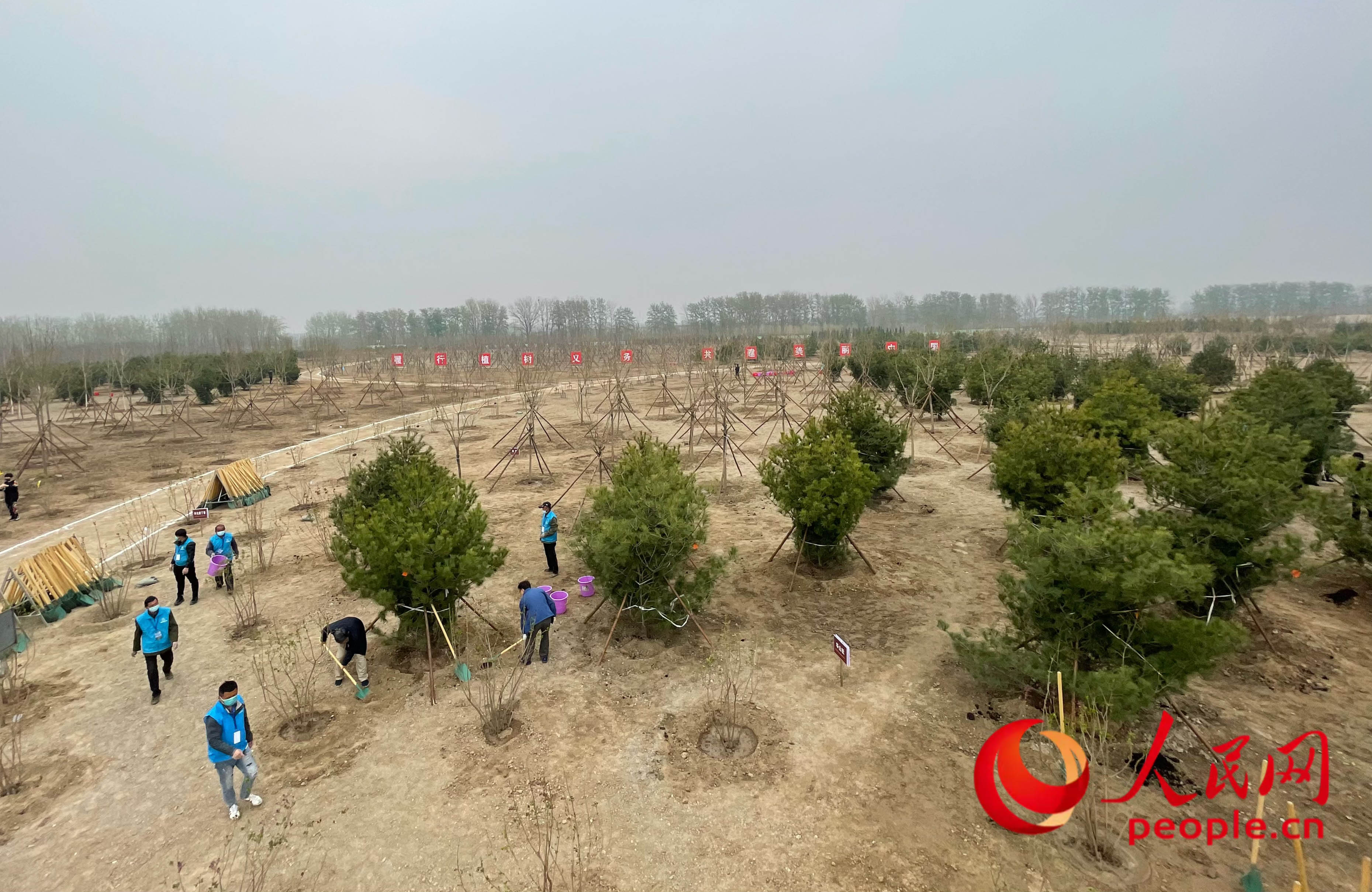 2022年共和国部长义务植树活动地点位于北京市通州区张家湾镇南火垡村东。人民网记者 余璐摄