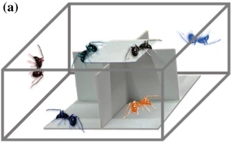 研究发现：给大蚁蛛照镜子可降低其攻击性