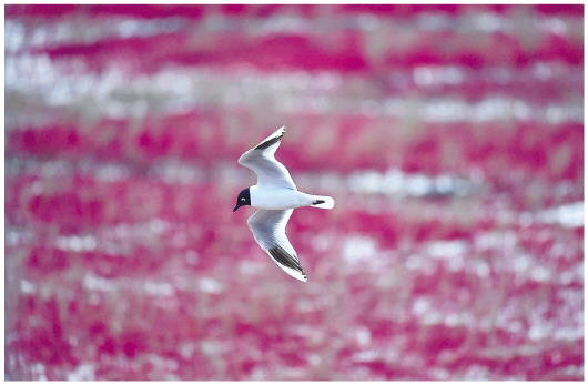 5月5日在盤錦市遼河口濕地南小河黑嘴鷗繁殖區拍攝的黑嘴鷗。 新華社記者楊青攝
