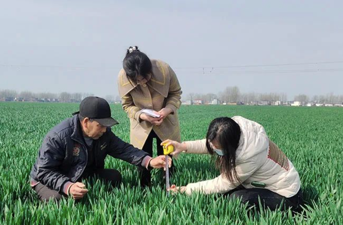 河南省平輿縣氣象局工作人員正在測量小麥株高。中國氣象局供圖