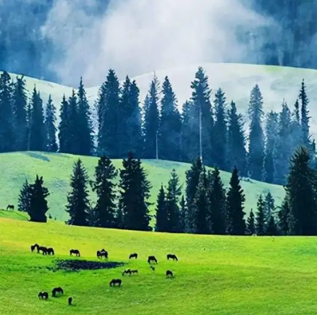 新疆尼勒克：生态景观美如画 宜居县城绿意浓
