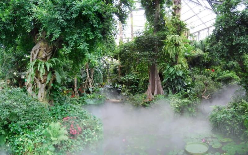華南國家植物園熱帶雨林溫室奇觀（華南國家植物園供圖）