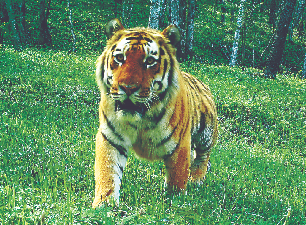 东北虎豹国家公园野生东北虎数量增至5
