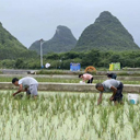                                                                                                             廣西柳州：小米粉撬動大產業 “嗦”出農戶美好生活                                                                    廣西柳州：小米粉撬動大產業 “嗦”出農戶美好生活    