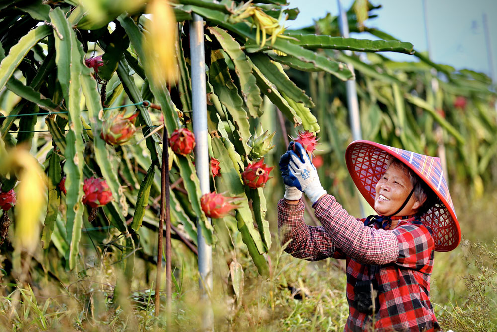 广东省鹤山市址山镇新莲村的火龙果种植场，村民正在采收火龙果。（黄继明 摄）