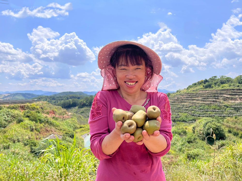 福建省泉州市德化县猕猴桃喜获丰收，果农们手捧个儿大多汁的猕猴桃，脸上洋溢着丰收的喜悦。（林雅萍 摄）