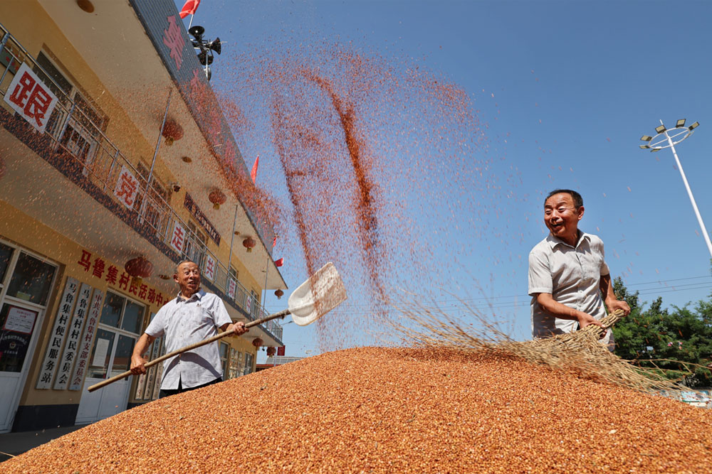 河北省邢台市平乡县马鲁集村，农民在晾晒收获的红高粱，喜悦之情溢于言表。（柴更利 摄）