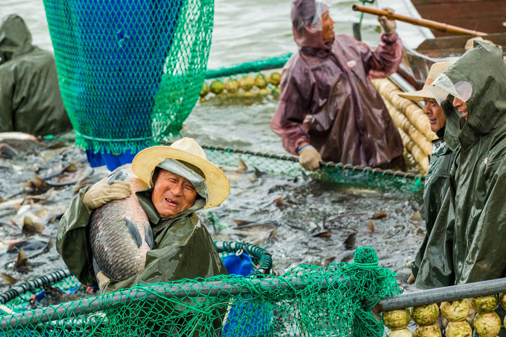 山东省邹平市韩店镇平原水库鱼跃人欢，一派繁忙，工人们在一边捕捞一边装车。（张跃 摄）