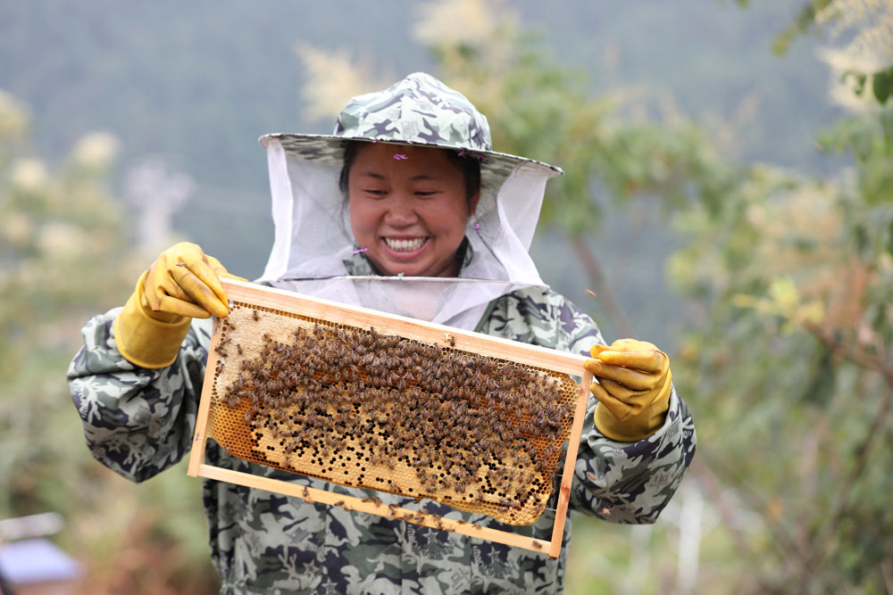贵州省剑河县岑松镇一处蜜蜂养殖基地，蜂农忙着采割蜂蜜，感受丰收的喜悦。（杨家孟 摄）