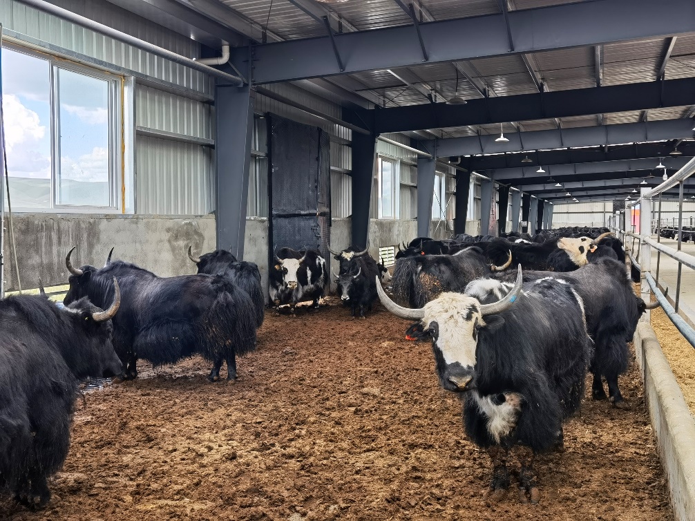 在理塘，牦牛产业是农牧民赖以生存的基础产业。人民网记者 夏晓伦摄