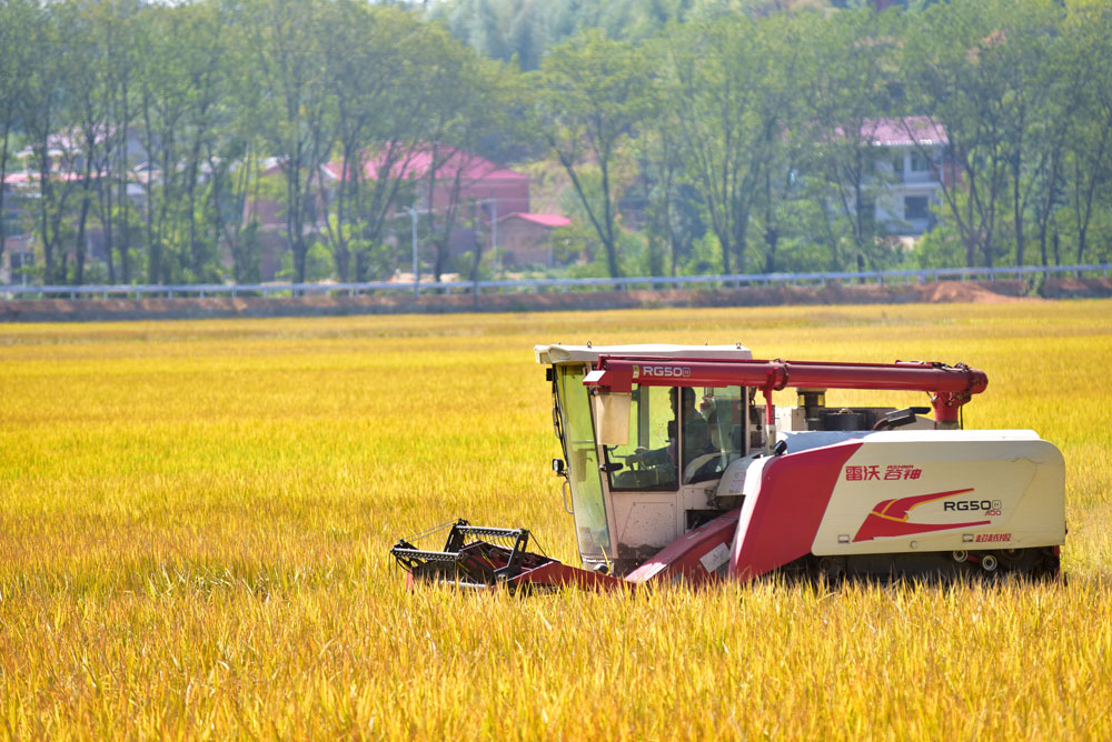 金秋十月，湖南省娄底市双峰县的晚稻进入收割季，当地粮农抢抓晴好天气进行收割。（李建新 摄）