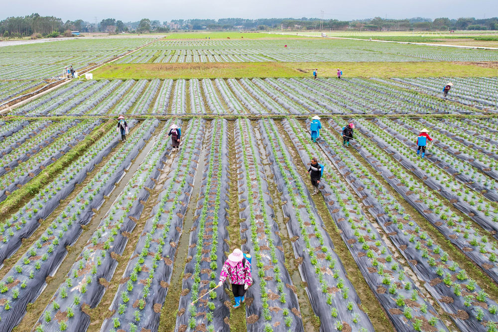 广西玉林市博白县农民进行田间管护，田间地头一派人勤春早的忙碌景象。（叶子榕 摄）